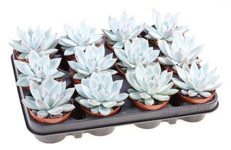 Echeveria Colorata