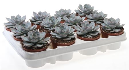 Echeveria Subsessilis