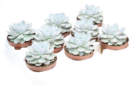 Echeveria Subsessilis