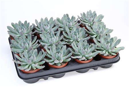 Echeveria Pulidonis