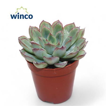 Echeveria Rondo