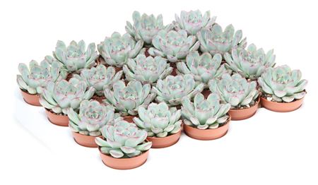 Echeveria Pulidonis