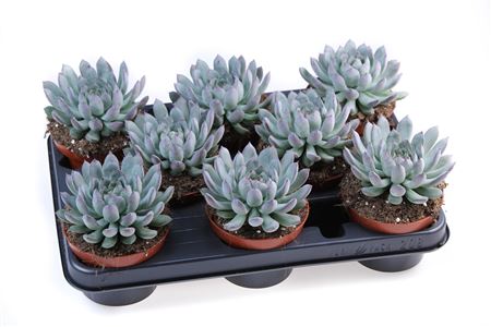 Echeveria Pulidonis