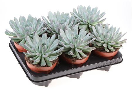 Echeveria Pulidonis