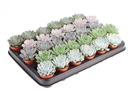 Echeveria Mix