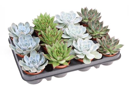 Echeveria Mix On Row