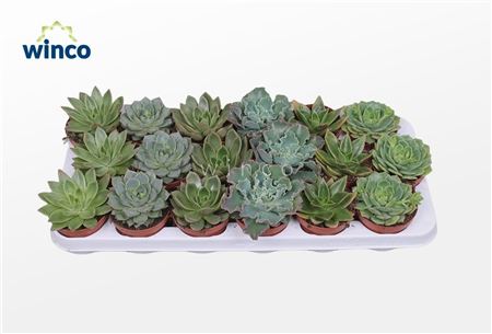 Echeveria Green Mix (6 Spcs.)