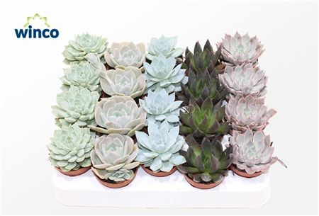 Echeveria Mix (5 Spc.)