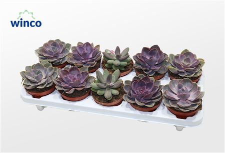 Echeveria Valentine Mix (3spc.)