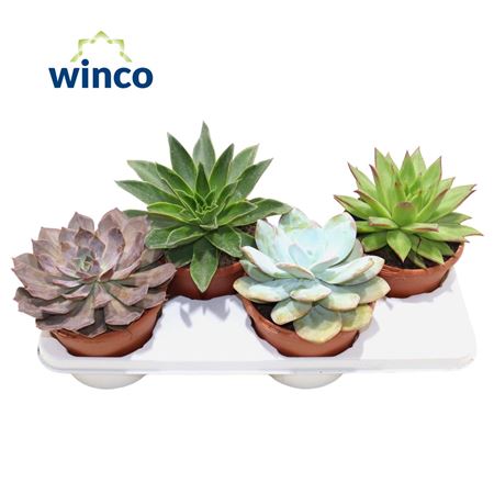 Эхеверия Микс (4 шт.)