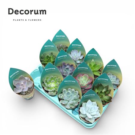 Echeveria Mix (12spc.) (dec)
