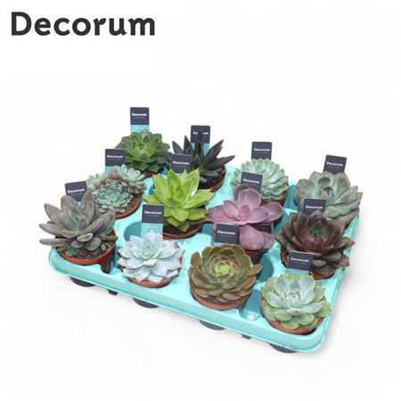 Echeveria Mix (decorum) Decorum+steker
