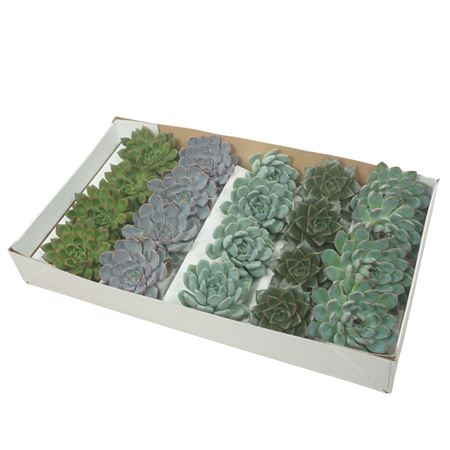 Gesneden Echeveria Mix