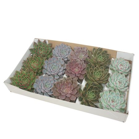 Gesneden Echeveria Mix