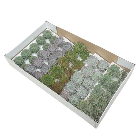 Gesneden Echeveria Mix