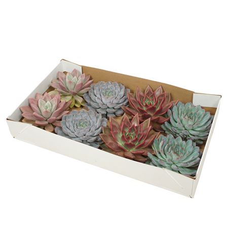 Gesneden Echeveria Mix
