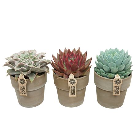 Echeveria Mix In Grey Stone.