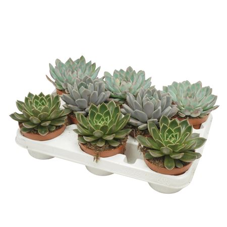 Echeveria Mix 8 Pieces