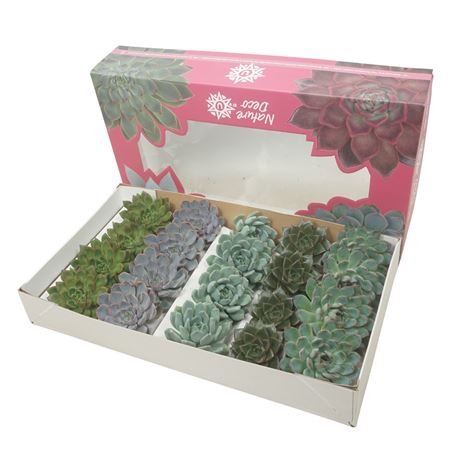 Cut Echeveria Mix 9-11