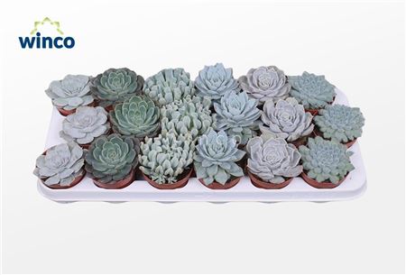 Echeveria Ice Mix (6 Spc.)