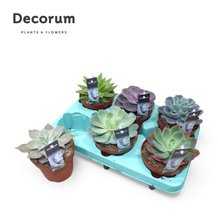 Echeveria Mix (dec)