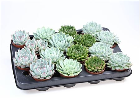 Echeveria Mix
