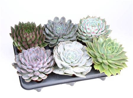 Echeveria Mix Xl
