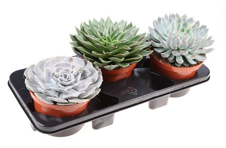 Echeveria Mix