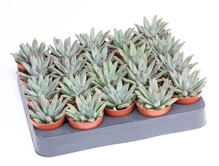 Echeveria Hookerii