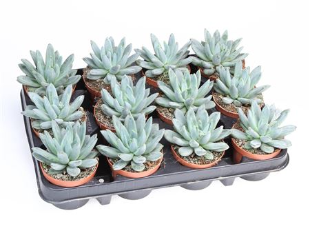 Echeveria Hookerii