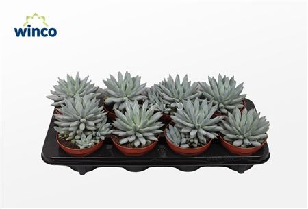 Echeveria Hookerii