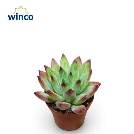 Echeveria Hookerii Rubra