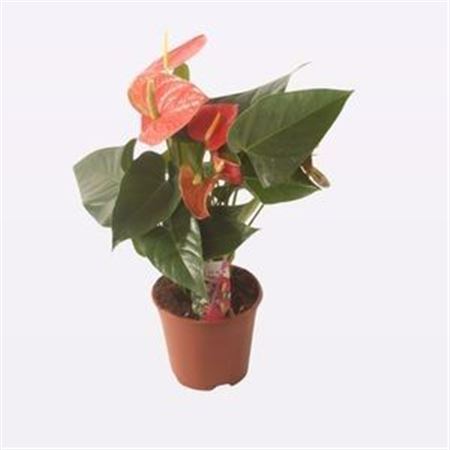 Anth An Prince Of Orange 4+