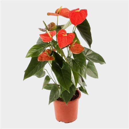 Anth An Prince Of Orange 5+