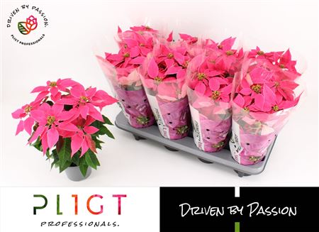 Princettia Dark Pink