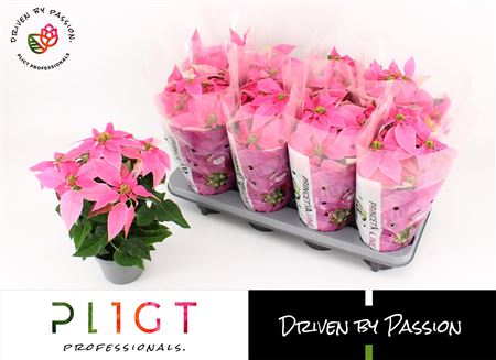 Princettia Hot Pink