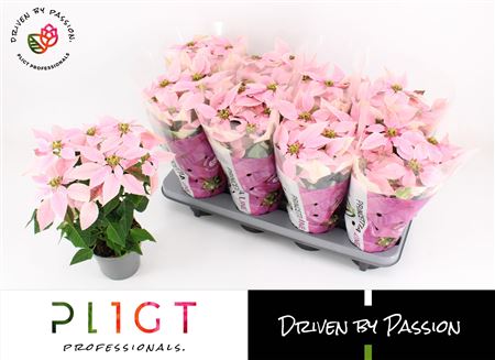 Princettia Pink