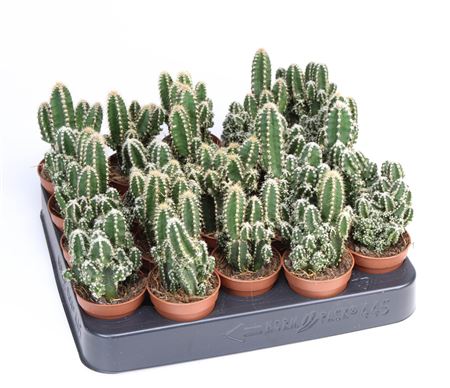 Cactus Cereus Peruvianus Florida