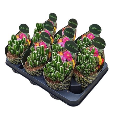 Cereus Repandus Inermis Potcover