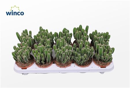 Cereus Peruvianus Florida