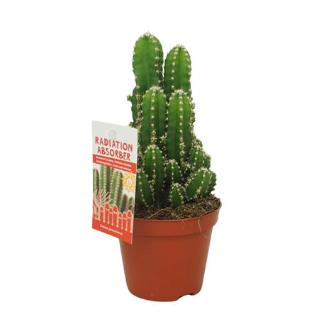Cereus Florida With Picker