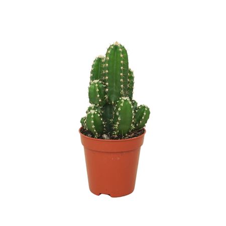 Cereus Florida 5,5 Cm
