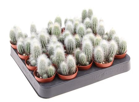 Cleistocactus Strausii