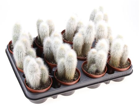 Cleistocactus Strausii