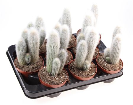 Cleistrocactus Strausii
