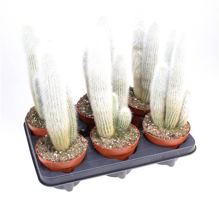 Cactus Cleistocactus Strausii