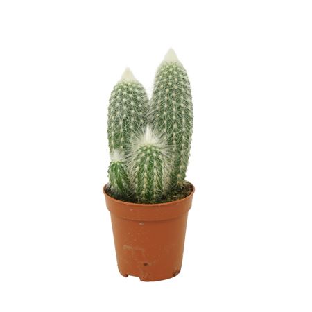 Cleistocactus Strausii