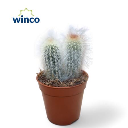 Cleistocactus Straussi