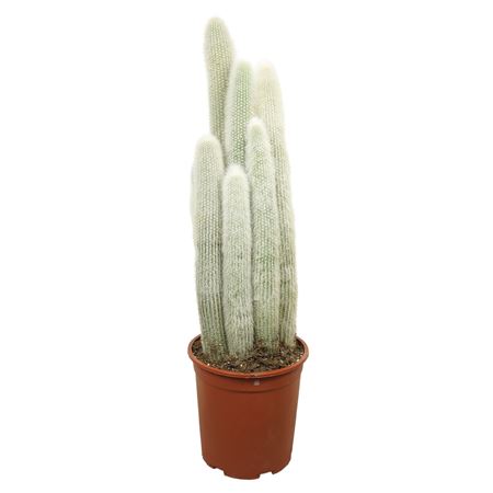 Cleistocactus Strausii
