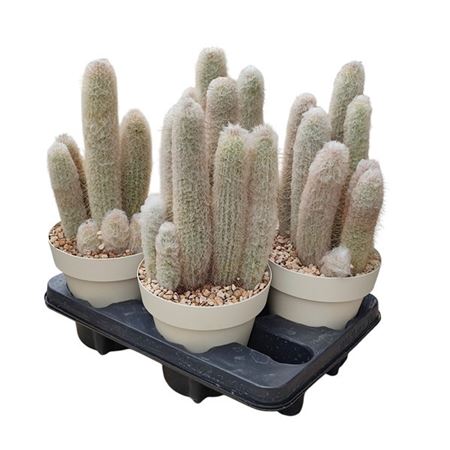 Cleistocactus Strausii